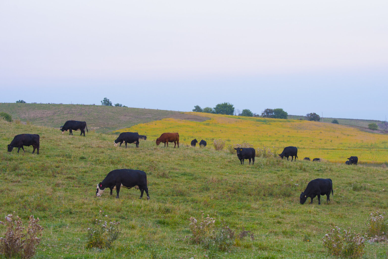 A photo of cows grazing on grass in a pasture under a blue sky.